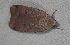 Abagrotis cupida