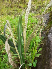 Elaphoglossum engelii
