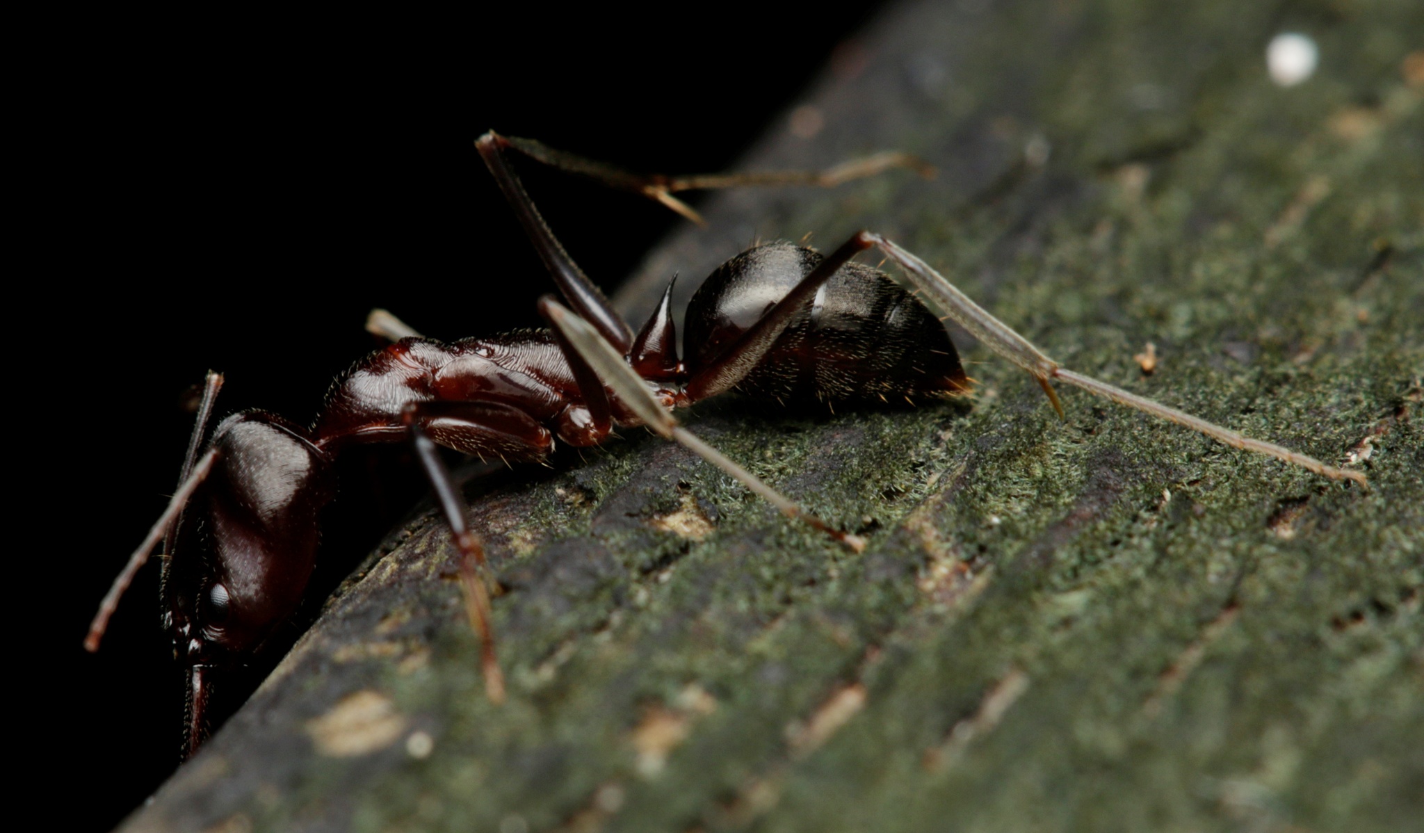Odontomachus cephalotes