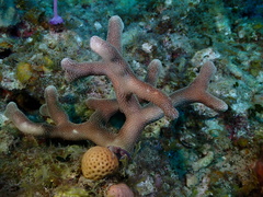 Porites furcata