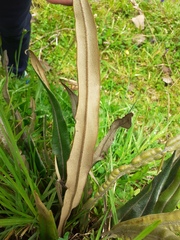 Elaphoglossum engelii