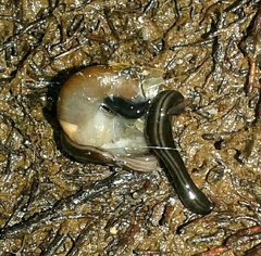 Kontikia ventrolineata