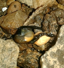 Kontikia ventrolineata