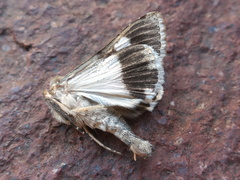 Melipotis famelica
