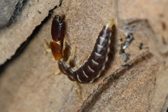 Inocelliidae