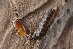 Inocelliidae
