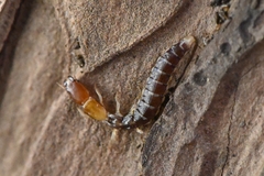 Inocelliidae