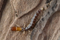 Inocelliidae