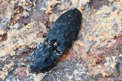 Cryptalaus sordidus
