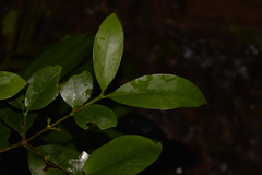 Cyclophyllum