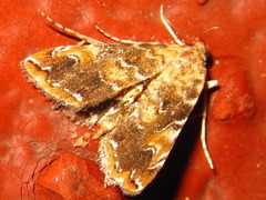 Elophila turbata