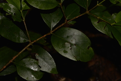 Cyclophyllum