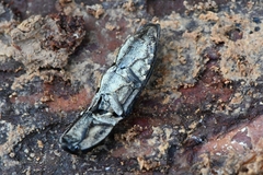 Cryptalaus sordidus