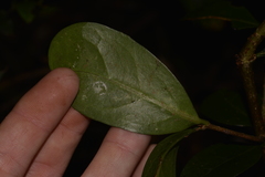 Cyclophyllum
