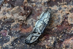 Cryptalaus sordidus