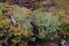 Cladonia verruculosa