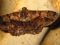 Satoblephara parvularia