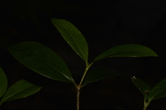 Cyclophyllum