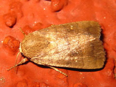 Athetis stellata