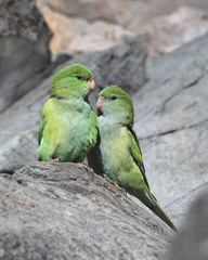 Psilopsiagon aurifrons