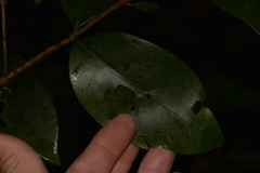 Cyclophyllum