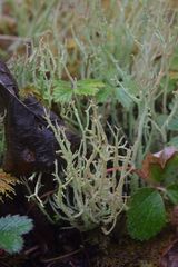 Cladonia verruculosa