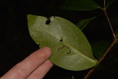 Cyclophyllum