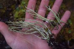 Cladonia verruculosa