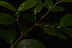 Cyclophyllum