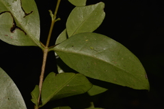 Cyclophyllum