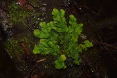 Peltigera britannica