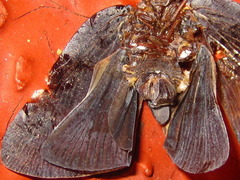 Ricania sublimata