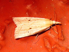 Calamotropha okanoi