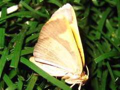 Nothomiza aureolaria