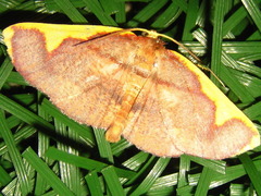 Nothomiza aureolaria