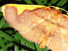 Nothomiza aureolaria