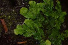 Peltigera britannica