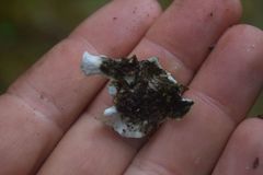 Peltigera britannica