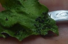 Peltigera britannica