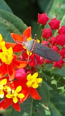 Sphictyrtus