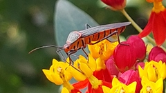Sphictyrtus