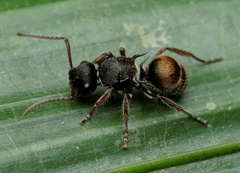 Polyrhachis cydista