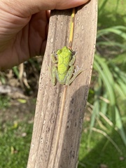 Boana nympha