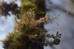 Sphaerophorus venerabilis