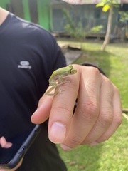 Boana nympha