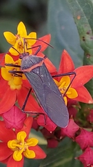 Sphictyrtus
