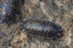 Trachelipus semiproiectus