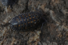 Trachelipus semiproiectus