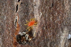Teneriffiidae