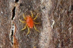 Teneriffiidae